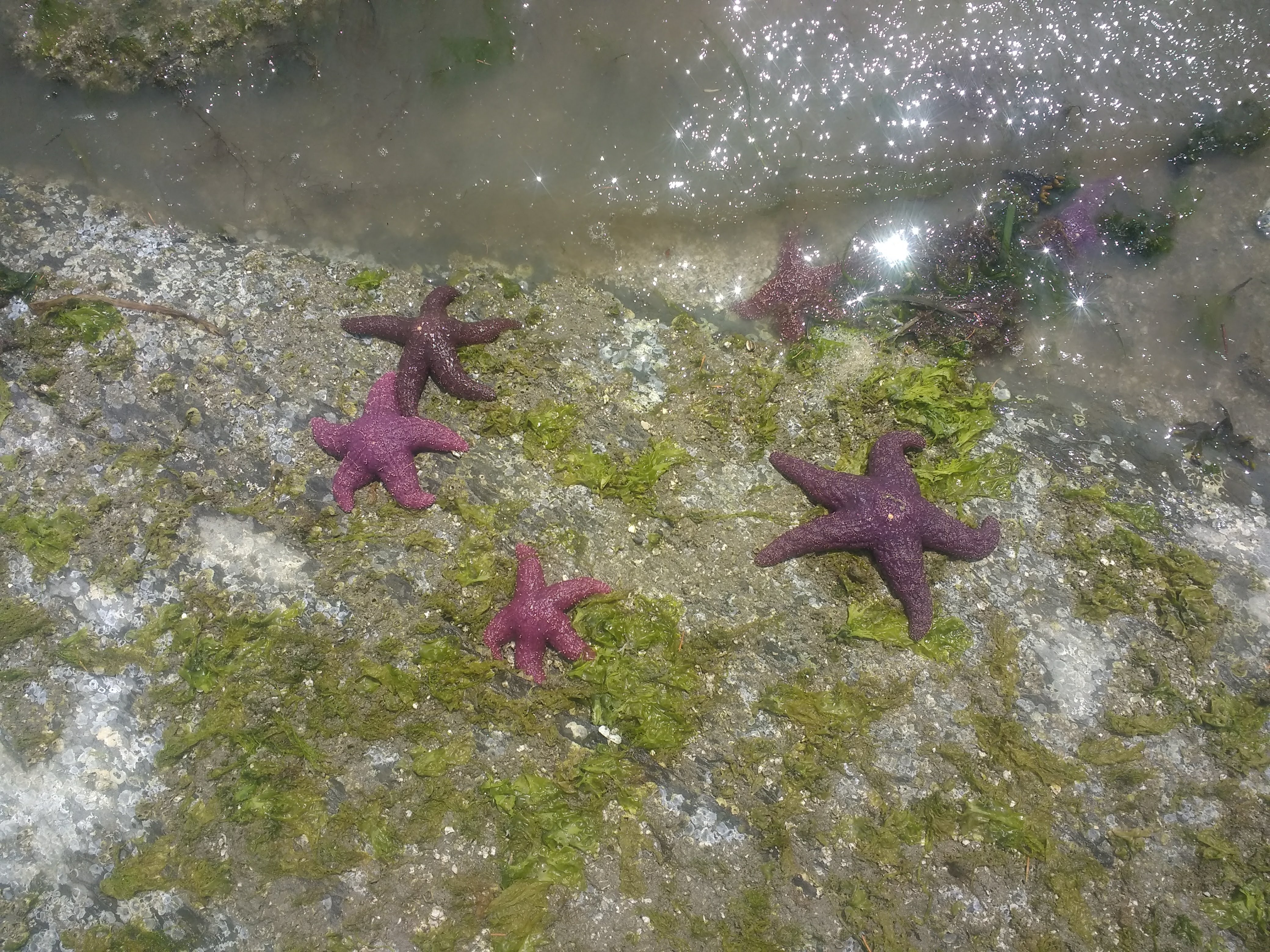 Starfish